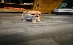 Mixed Breed dogs for sale: 3 puppy’s ready in Less than 4 weeks  - Image 12