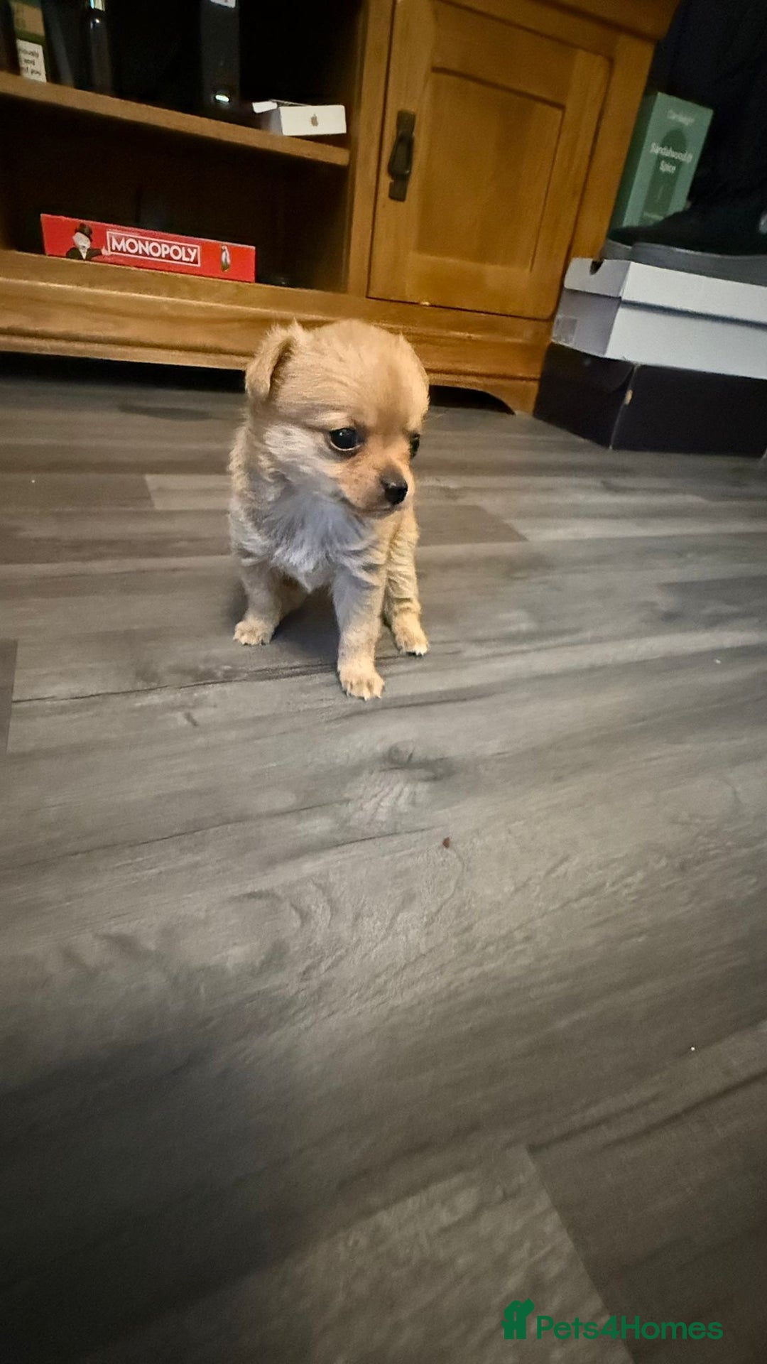 Mixed Breed dogs for sale: 3 puppy’s ready in Less than 4 weeks  - Image 12