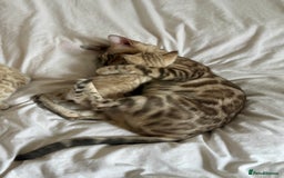 Bengal cats for sale: TICA Registered Snow Bengal kittens  - Image 6