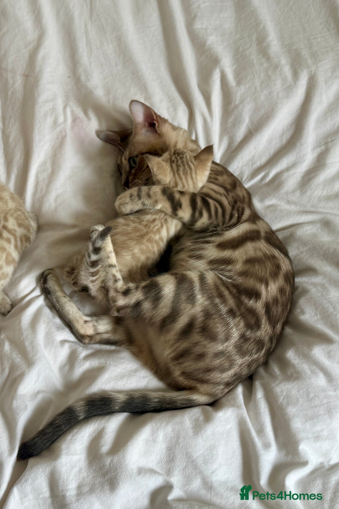 Bengal cats for sale: TICA Registered Snow Bengal kittens  - Image 6