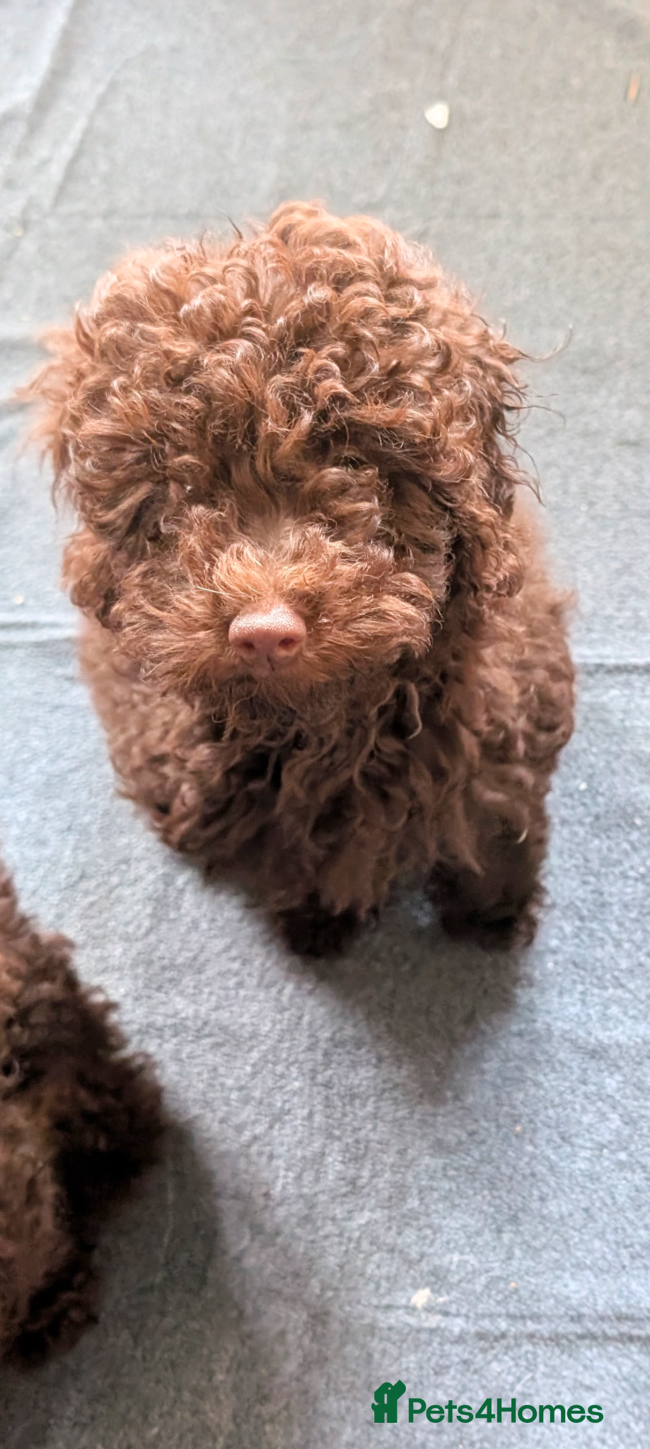 Labradoodle dogs 🐾Quality F1BB Mini Labradoodle Pups🐾  - Advert 1