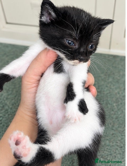 Turkish Angora cats for sale: 🐾 Beautiful Fluffy Kittens – Turkish Angora  - Advert 1
