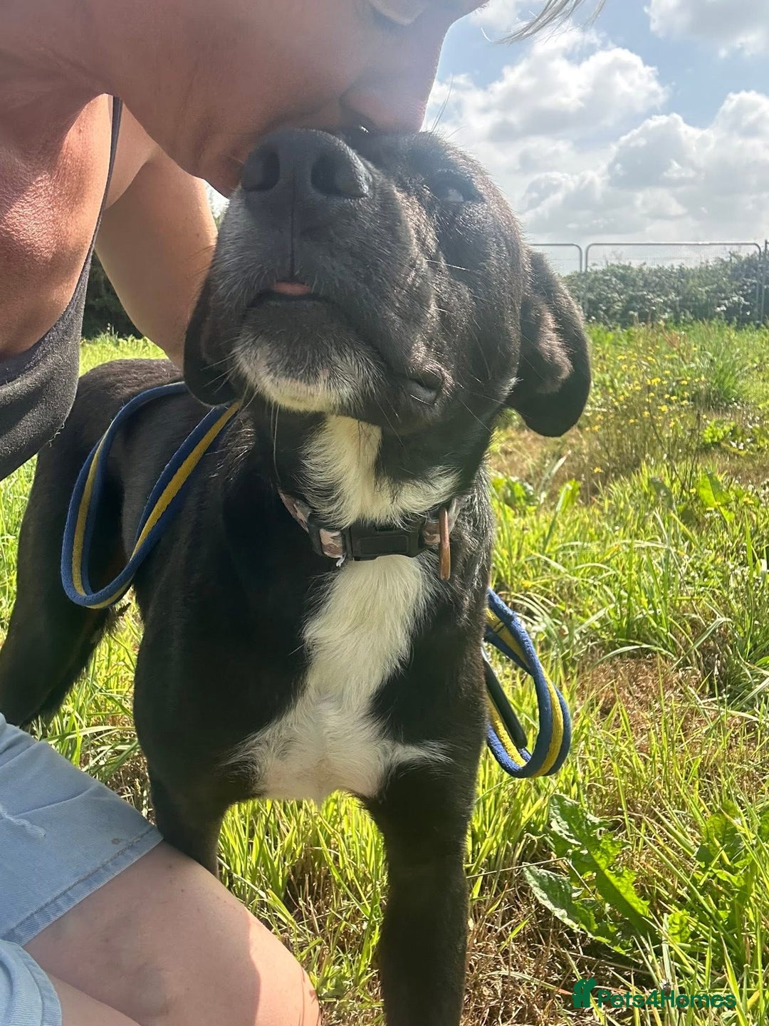 Mixed Breed dogs for adoption: Vito - Norwich Norfolk  - Image 12