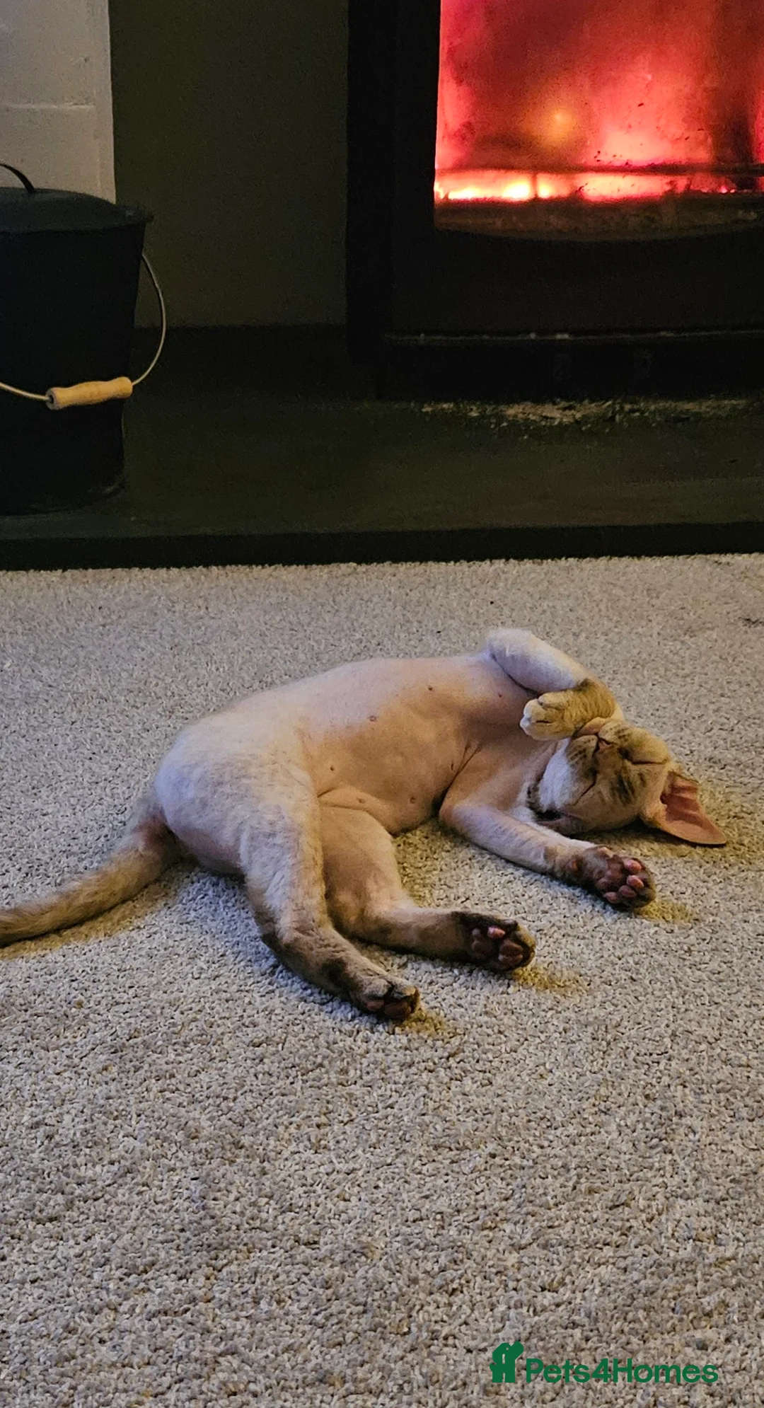 Devon Rex cats for sale: Devon rex girl - Advert 4