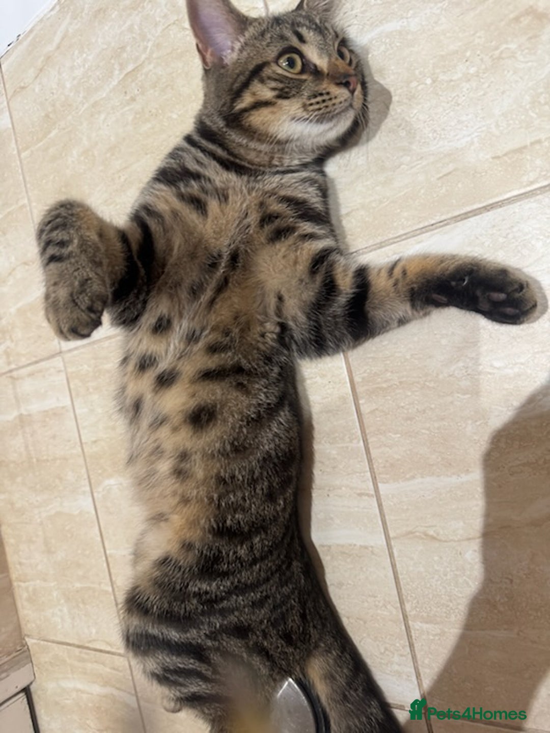 Mixed Breed cats for sale: Heartbreaking decision to rehome - Advert 2