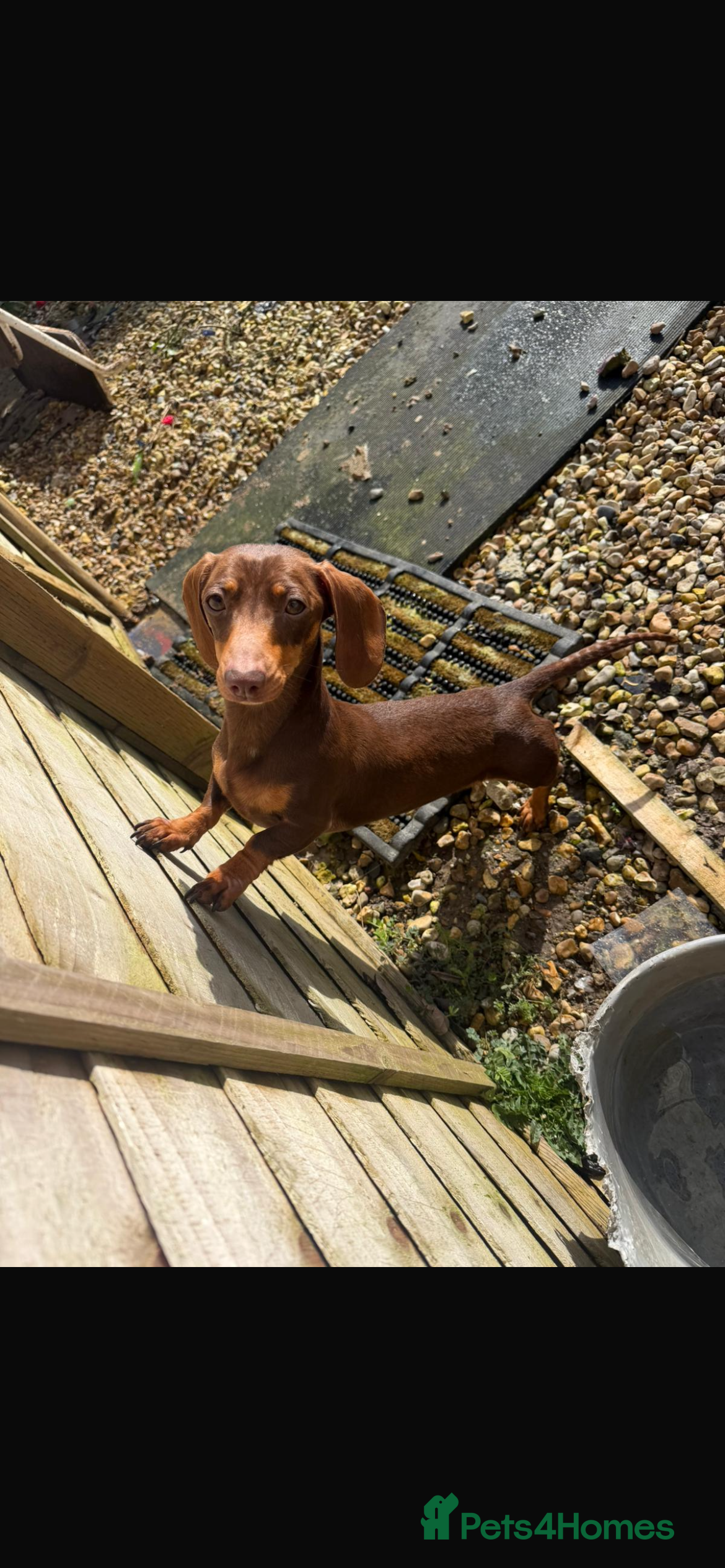 Miniature Dachshund dogs For sale  - Advert 1