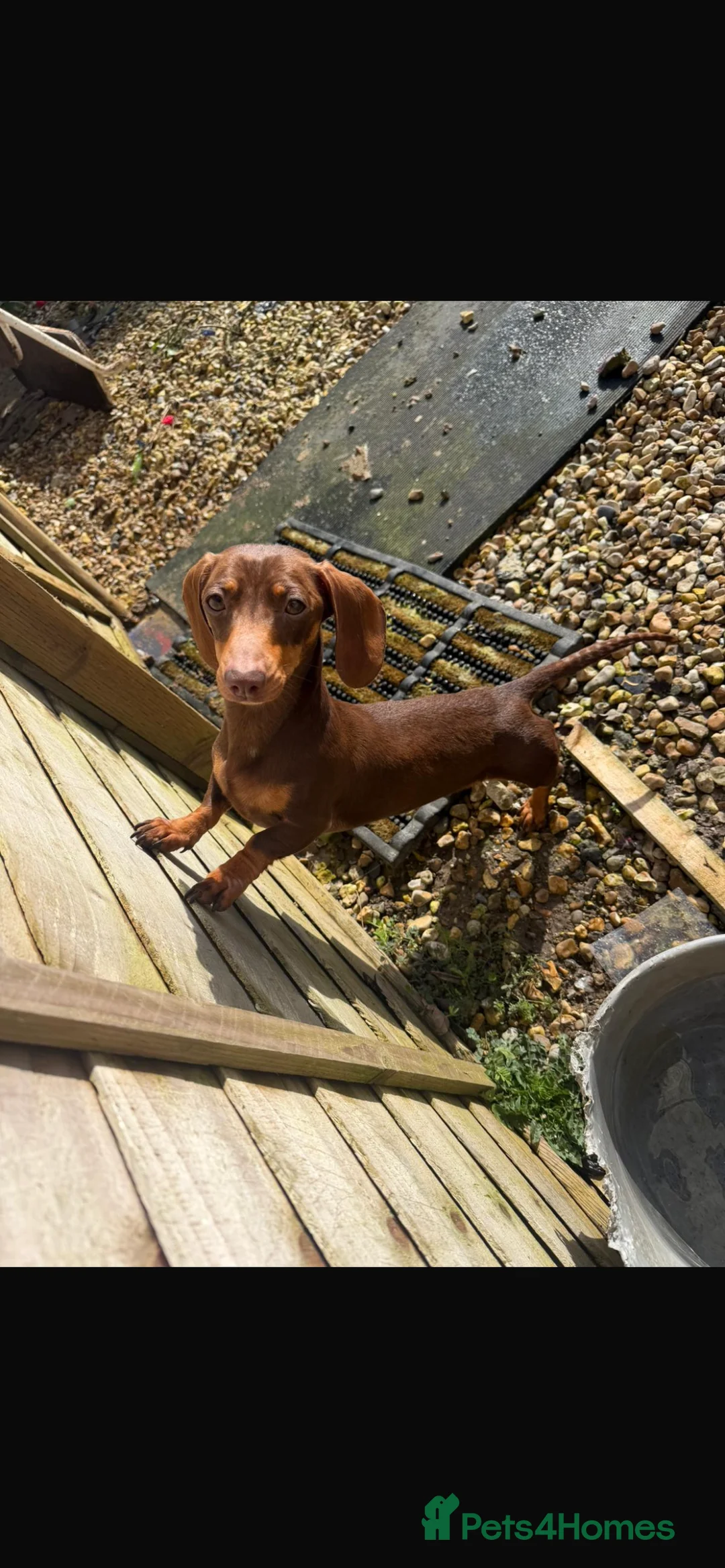Miniature Dachshund dogs for sale: For sale  - Advert 1