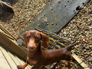 Miniature Dachshund dogs For sale - Advert 1