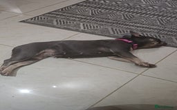 French Bulldog dogs for sale: Female French Bulldog - Image 4