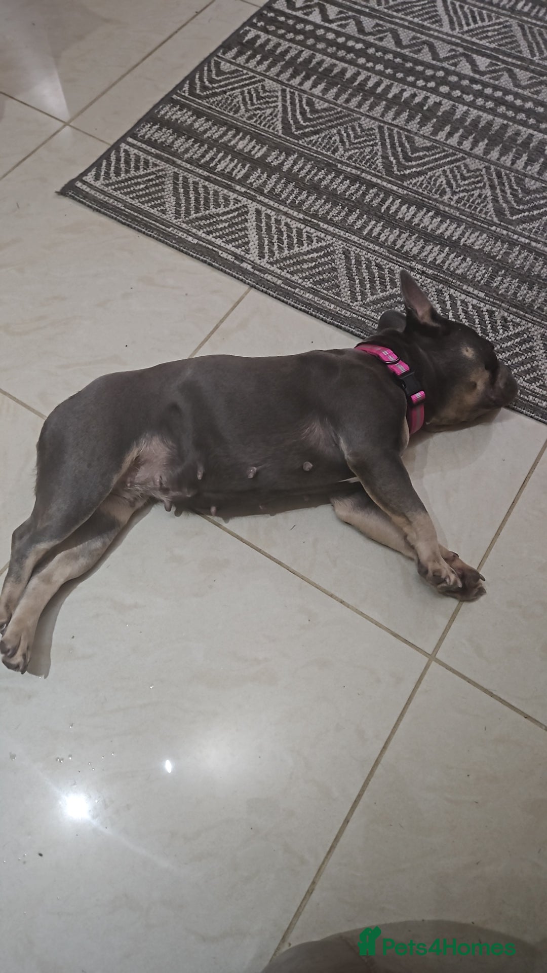 French Bulldog dogs for sale: Female French Bulldog - Image 4