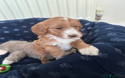 Australian Labradoodle dogs for sale: Australian Labradoodles - Image 6