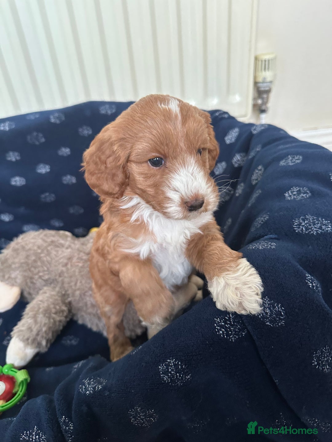 Australian Labradoodle dogs for sale: Australian Labradoodles - Image 6