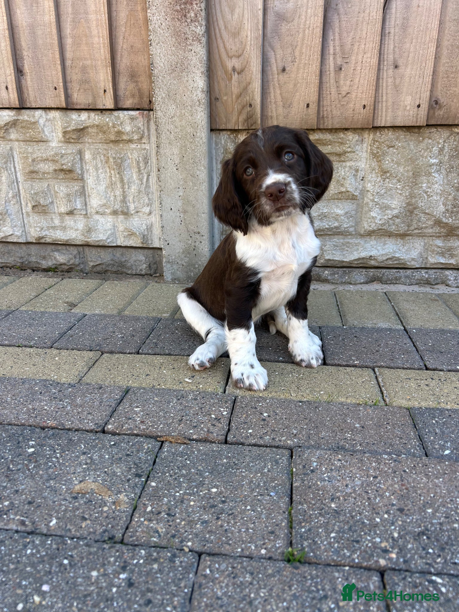 English Springer Spaniel dogs Well bred ESS Puppies KC Registered  - Advert 3