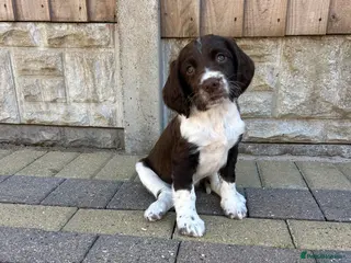 English Springer Spaniel dogs Well bred ESS Puppies KC Registered - Advert 3