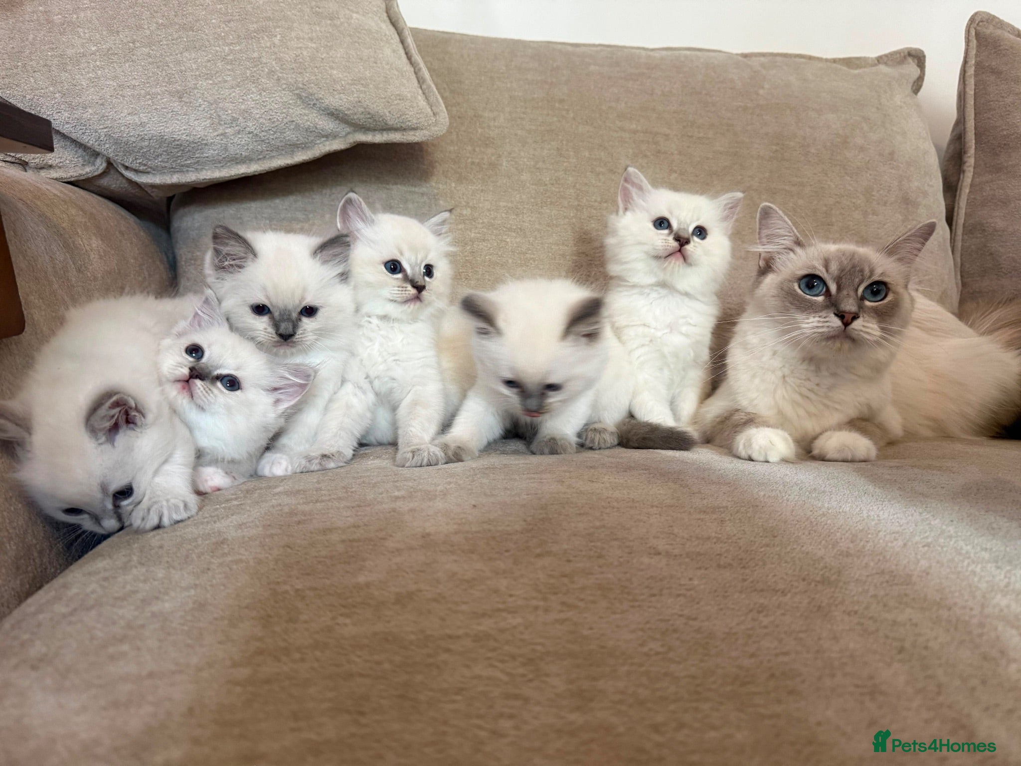 Ragdoll cats Beautiful Litter of 6 Ragdoll Kittens- 7 weeks old - Advert 2