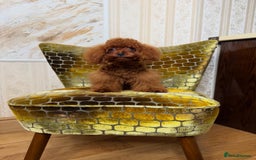 Toy Poodle dogs for sale: Asian micro poodle Boy - Image 18
