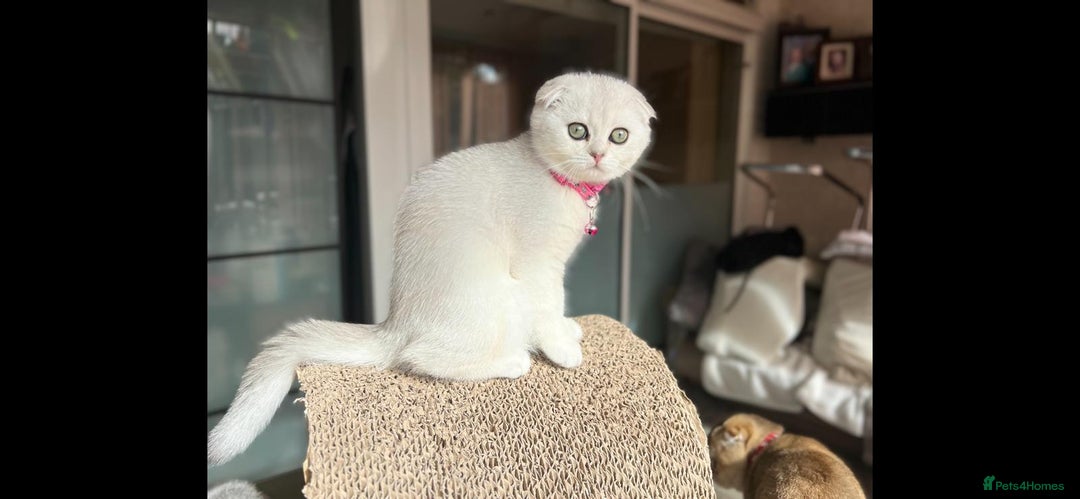 Scottish Fold cats for sale: Beautiful TICA Registered Scottish Girl Kittens - Image 7