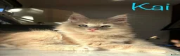 Maine Coon cats for sale: Beautiful Maine Coon Kittens-Ready Soon - Advert 6