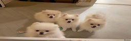 Pomeranian dogs for sale: Pomeranian Spitz puppies  - Advert 6
