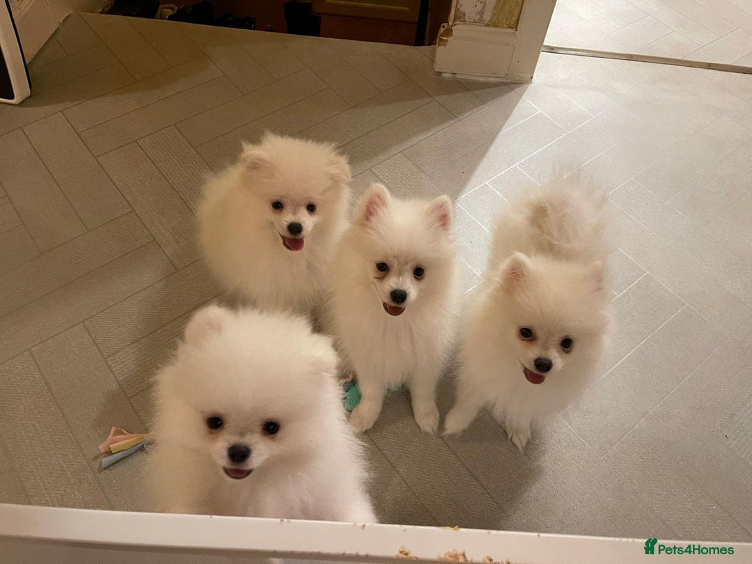 Pomeranian dogs for sale: Pomeranian Spitz puppies  - Advert 6