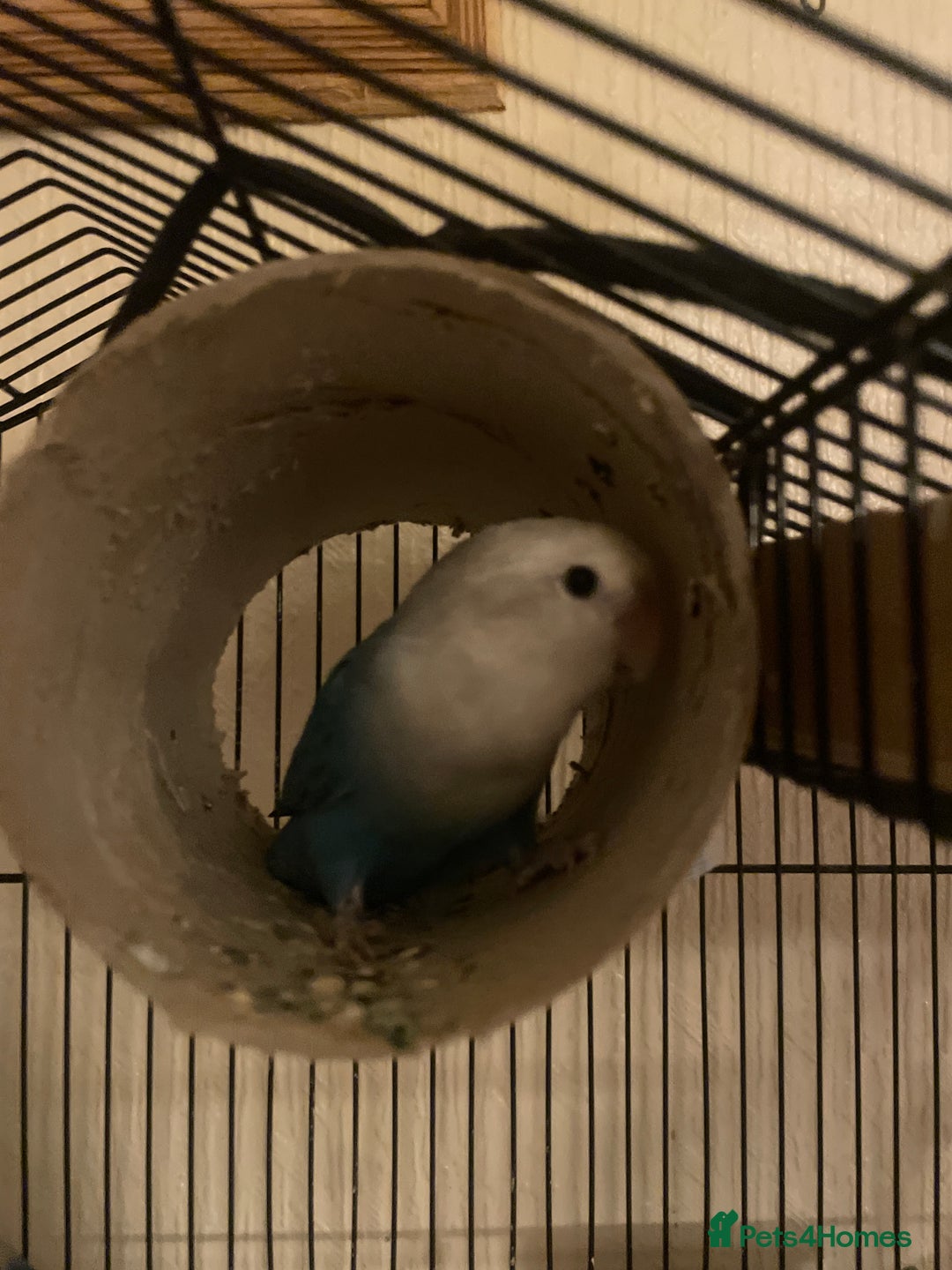 Lovebirds birds for sale: Gorgeous Lover Birds - Advert 2