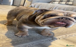 English Bulldog dogs for stud: Teddy bear 🧸 English bulldog stud in Newcastle upon Tyne - Image 3