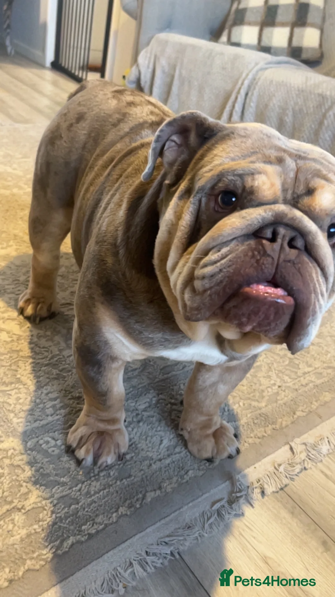 English Bulldog dogs for stud: Teddy bear 🧸 English bulldog stud in Newcastle upon Tyne - Advert 3