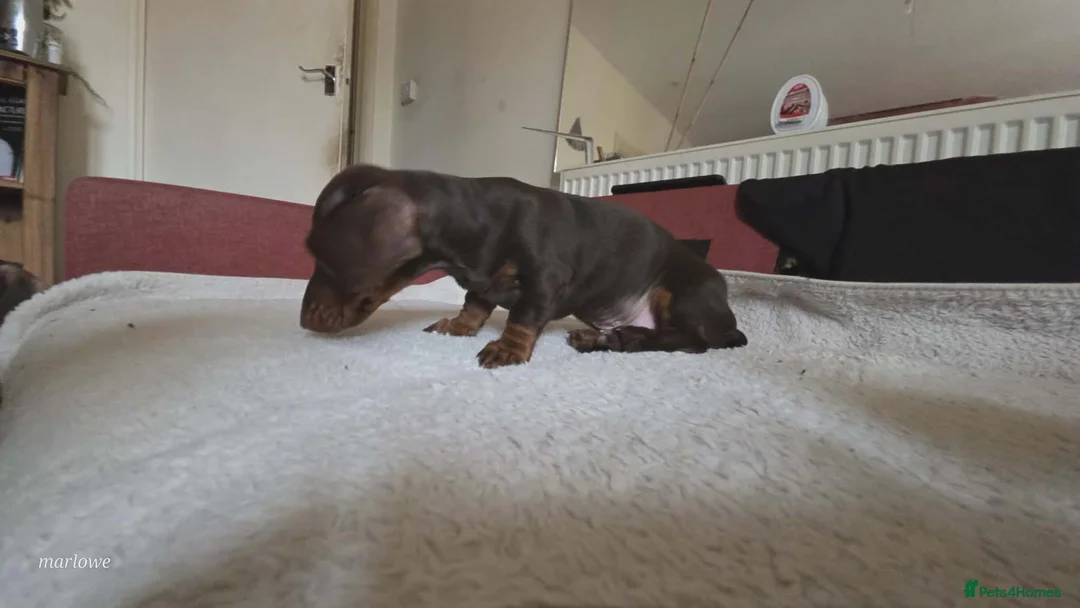 Miniature Dachshund dogs for sale: Miniature dashound  - Advert 15