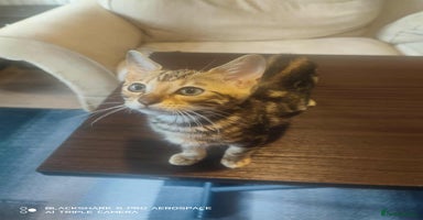 Bengal cats - Advert 13