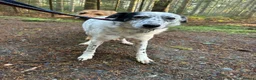 Mixed Breed dogs for adoption: Jessie - Norwich Norfolk  in Norwich - Advert 12