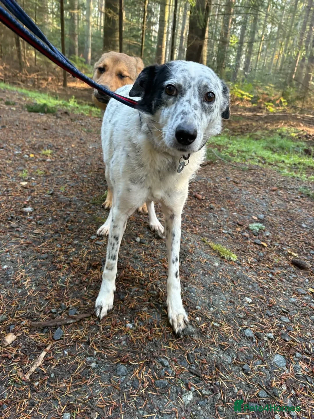 Mixed Breed dogs for adoption: Jessie - Norwich Norfolk  in Norwich - Advert 12