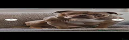 American Bully dogs for sale: Pocket bully puppies - Advert 2