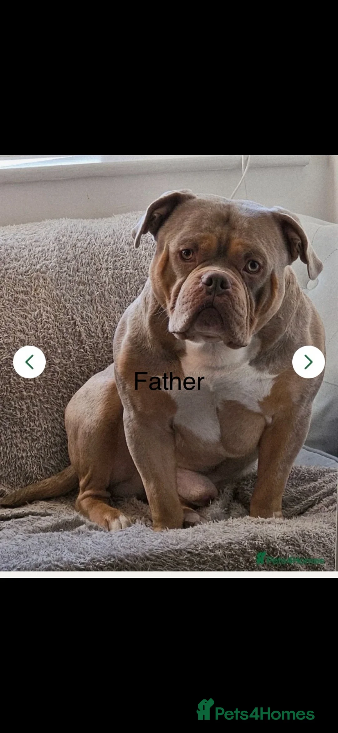 American Bully dogs for sale: Pocket bully puppies - Advert 2