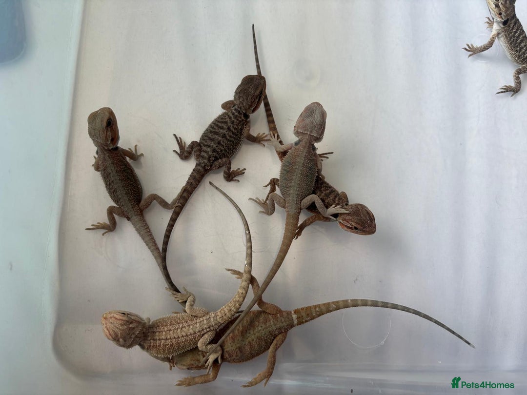 Bearded Dragon reptiles for sale: Baby beardies - Image 26