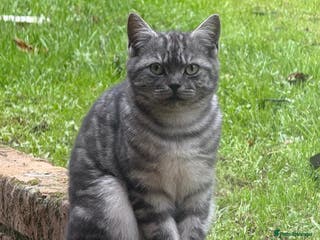 British Shorthair cats Stunning British Shorthair Male, 11 months - Advert 16