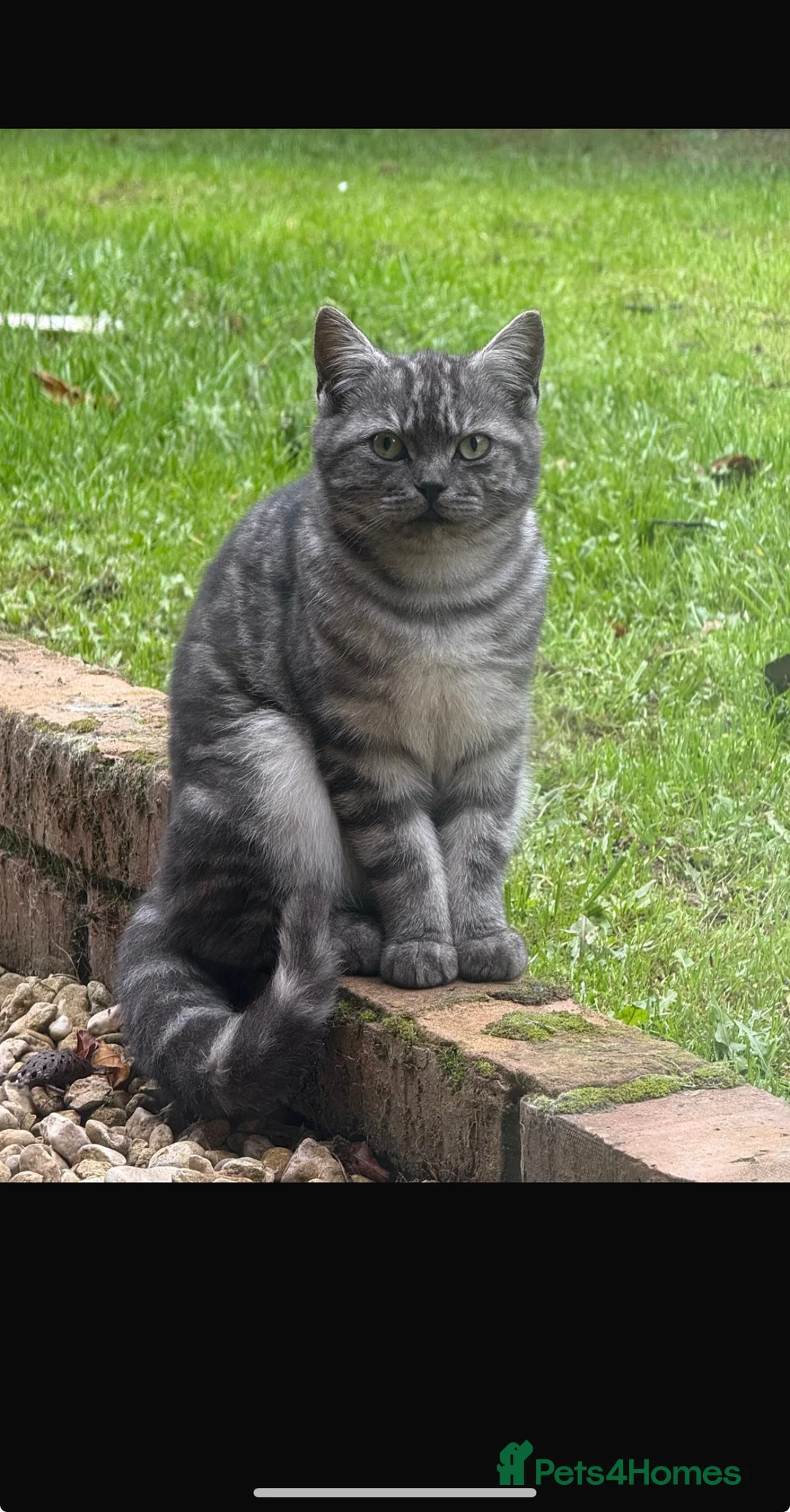British Shorthair cats for sale: Stunning British Shorthair Male, 11 months - Advert 1