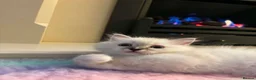 Ragdoll cats for sale: Stunning Ragdoll kittens - READY TO LEAVE NOW!! - Advert 3
