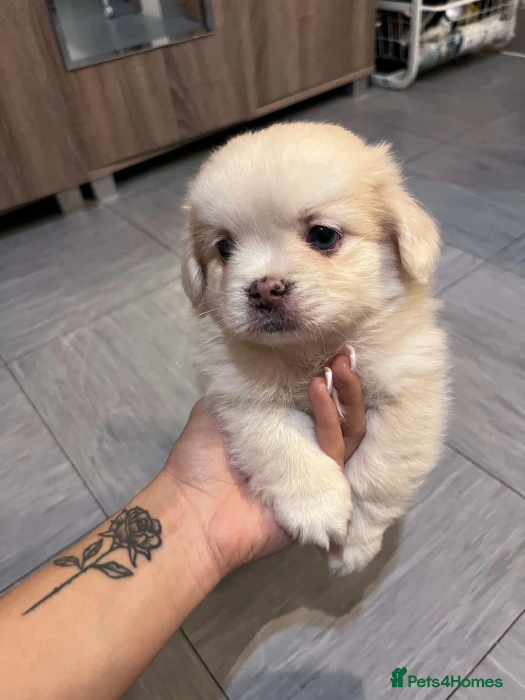 Mixed Breed dogs for sale: Adorable puppies for sale  - Image 3