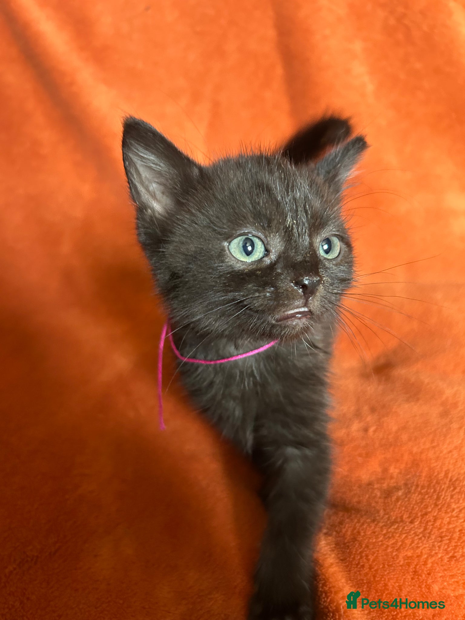 Mixed Breed cats for sale: Mixed Breed Kittens  - Advert 1