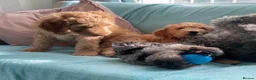 Double Doodle dogs for sale: Ultimate Double Doodles - lovely temperaments - Advert 1