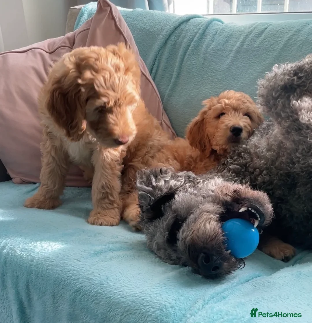 Double Doodle dogs for sale: Ultimate Double Doodles - lovely temperaments - Advert 1