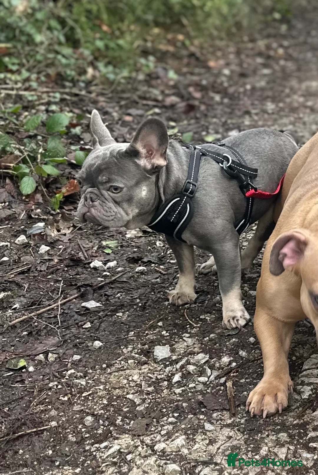 French Bulldog dogs for stud: Lilac and tan French bulldog carries Isabella  in Manchester - Advert 2