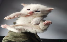Ragdoll cats for sale: Beautiful ragdolls  - Image 4