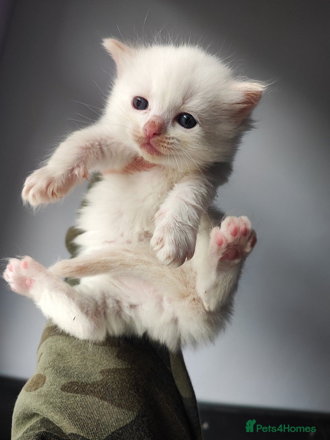 Ragdoll cats for sale: Beautiful ragdolls  - Image 4