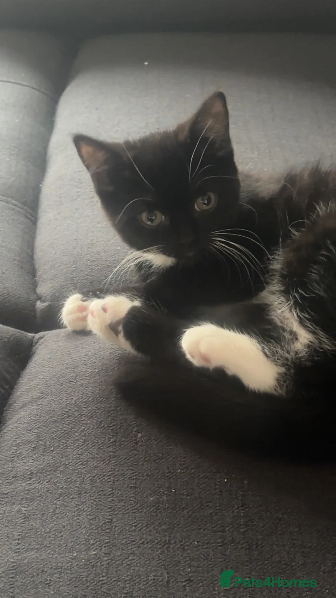 Mixed Breed cats for sale: 2 kittens in Colchester - Advert 2