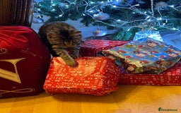 Mixed Breed cats for sale: Nala seeks forever loving home - Image 6