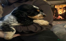 Cocker Spaniel dogs for sale: Stunning KC Show Cocker Spaniels - Image 2