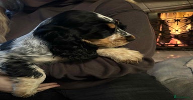 Cocker Spaniel dogs - Advert 5