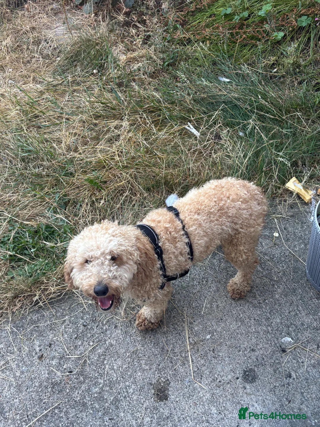 Cockapoo dogs for sale: Tommy cockapoo🐶🦴 in Chester - Advert 5