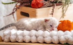 Bengal cats for sale: Pure Snow Bengals-TICA champions pedigree-Stunning - Image 19